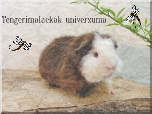 * Malacos oldal *  -  tengerimalacimádóknak!!